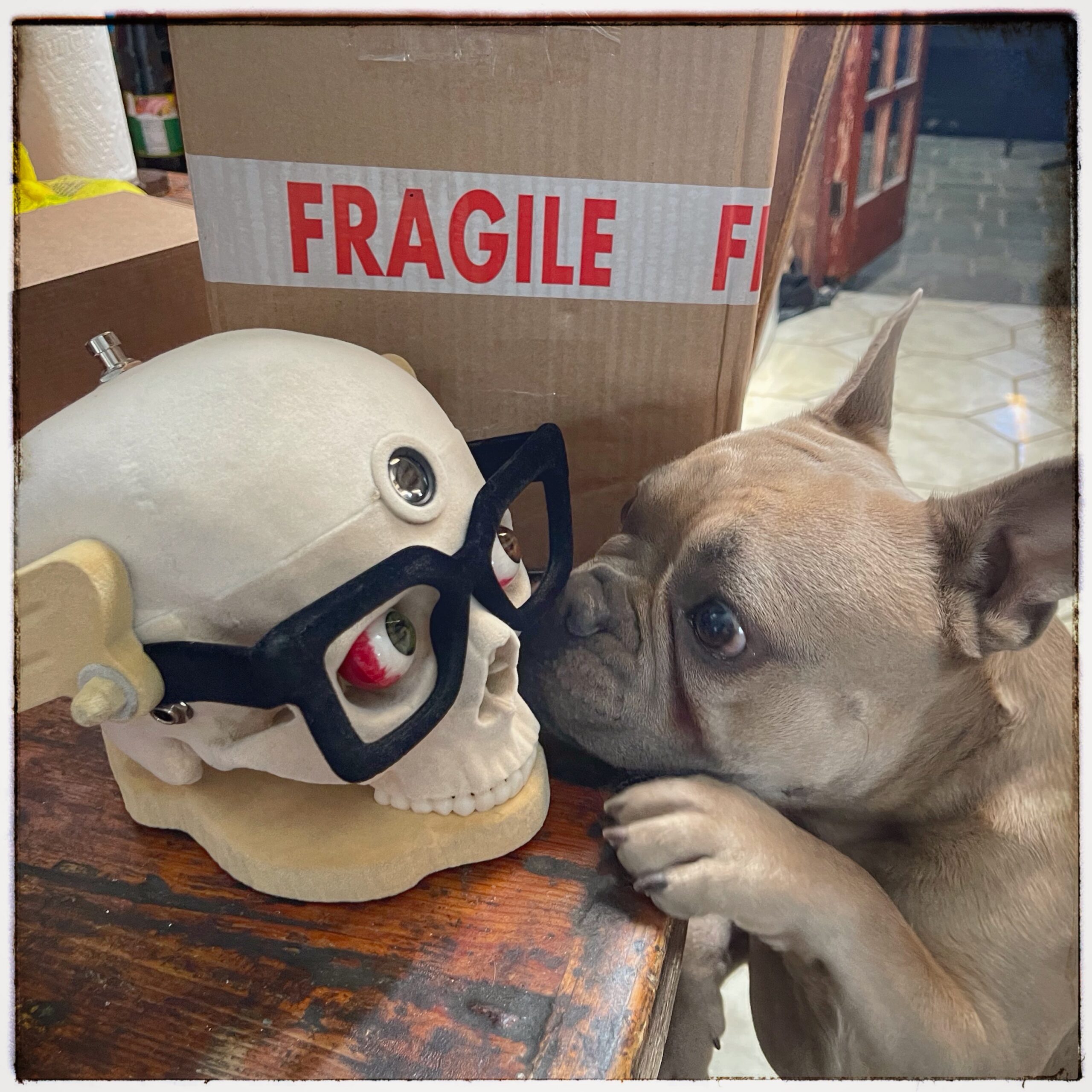 Chunck and the David Catching SkullFuzz